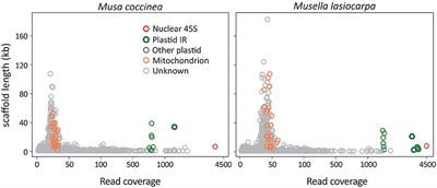 Reassessing Banana Phylogeny and Organelle Inheritance Modes Using Genome Skimming Data
